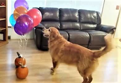 Funny Dogs New Winter Exercise Program!