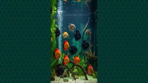Relaxing Aquarium with Beautiful Realistic Fish