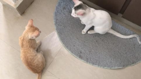 TEDY SMART CAT BUT GIFY INNOCENT. TEDY MAKES GIFY ANGRY !...