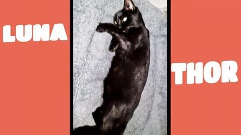 I am cute and adorable