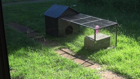 Suns out, so are the Guinea Pigs