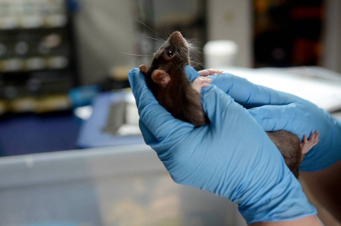 About 1000 rodents were seized from Roy's Aquarium Hilton Head Island