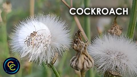 Cockroach on a white flower