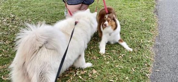 Husky Meets An Australian Shepherd While On a Walk