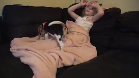 Crying Beagle Puppy is Too Small To Jump On Couch