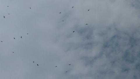 birds...