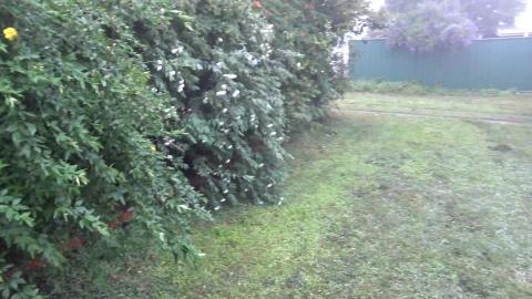 I made a fountain whilst mowing the front lawn