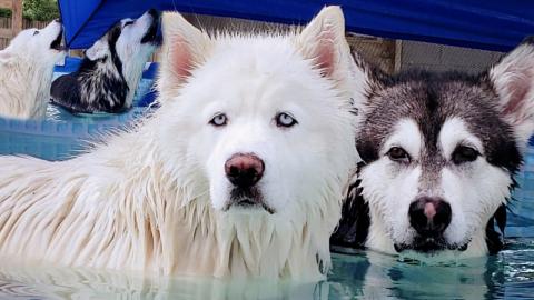 Malamute Jumps In Pool When He Hears Bath! Then Howls Wit...