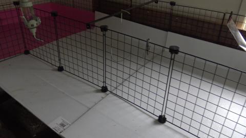 Guinea Pigs are running around & Husky keeping watch