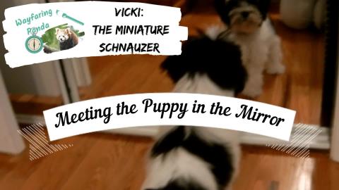 The Puppy in the Mirror