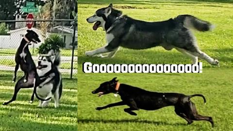 Funny Malamute Challenges Greyhound To A Race!