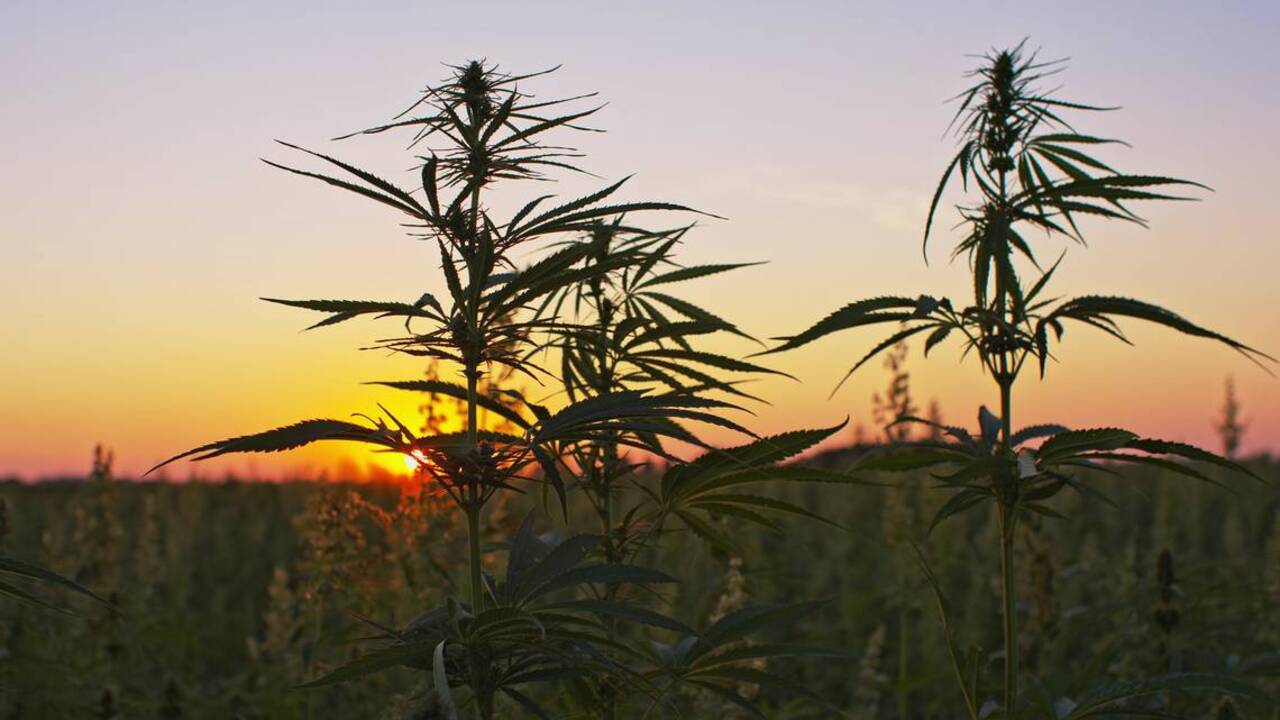 Hemp In Idaho Soon To Be Legal, Needs Gov. Little’s Approval | Idaho ...