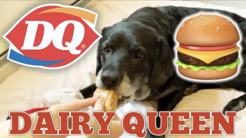 MY DOG TRIES DAIRY QUEEN