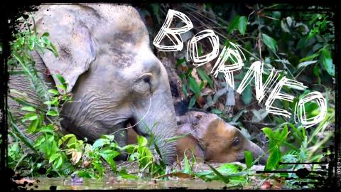 The Death of Wild Borneo