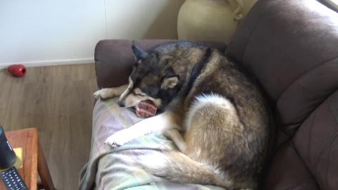 Malamute & Husky enjoy mutton ice blocks