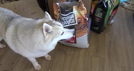Taste test of new doggy food. Is it any good