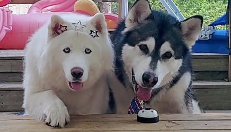 Husky & Malamute's Advice For Scared Doggos On Independen...