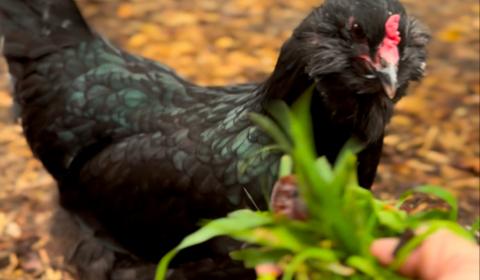 Finding Food For My Chickens In My Yard #chickens, #chick...
