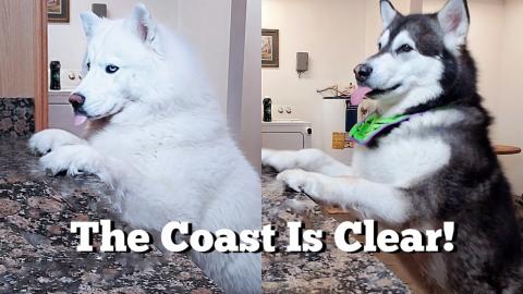 I Set My Malamute & Husky Up! What Will They Do? 