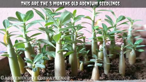 How To Join Two Adenium Seedlings __ Grafting Of Two Aden...