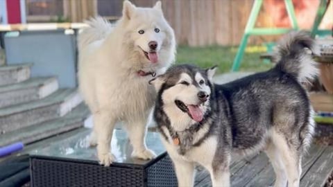 Will Tonka and Monroe have Puppies | Update On Puppies #a...