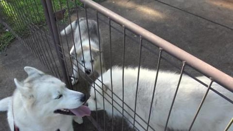 Husky visits puppy Malamute & old Samoyed