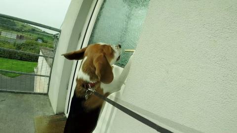 Dog Can Open Door When Owner Has Busy Hands