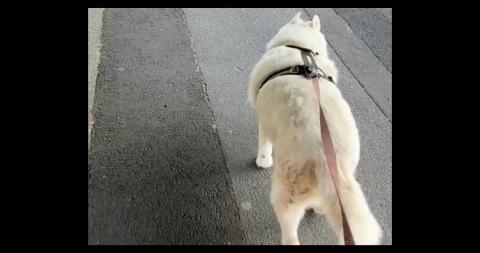 Showing Tikaani around the town center