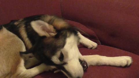 Puppy Malamute's first ever bone
