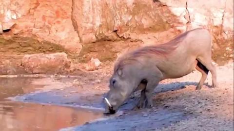 Epic Battle - Lion vs giraffe - Lion attacks - Wild Anima...