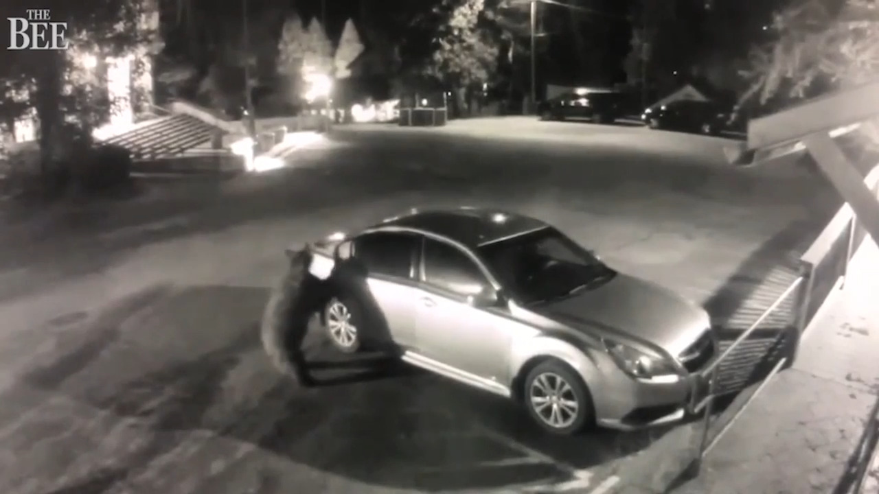 Watch California bear encounters Modesto Bee