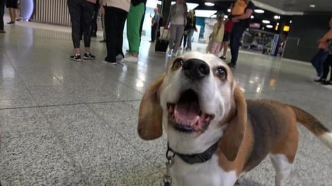Our Cute Beagle Dogs Welcoming Owners at Airport for The ...