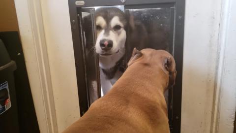 Malamute Opens Doggie Door For His BFF 