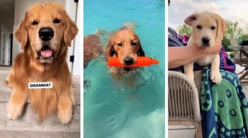 A Gramma, Pool, and Puppies Day