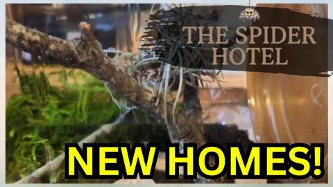 DIY Peanut Container to Spider Enclosure @spiderhotel