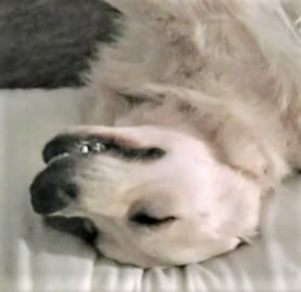 Funny Golden Retriever Dog Weird Sleeping Position!