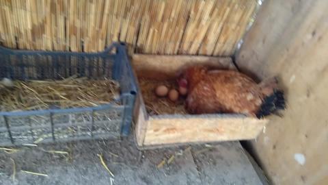 chickens and eggs 1