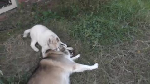 Puppy husky wrestles with malamute x husky
