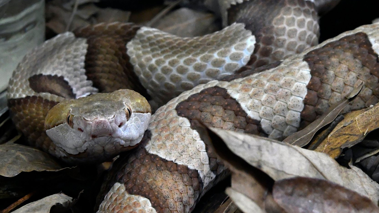 Photos: Snake gets into SC power station, cuts electricity | The State