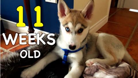 11 Weeks Old Siberian Husky Puppy: Day by Day | Funny Dog...