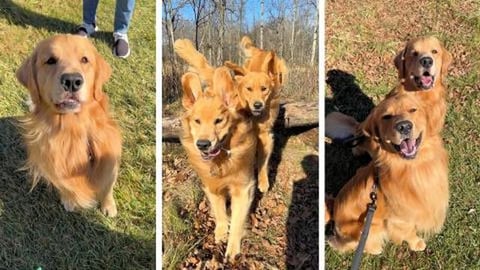 Let's Play in the Woods!