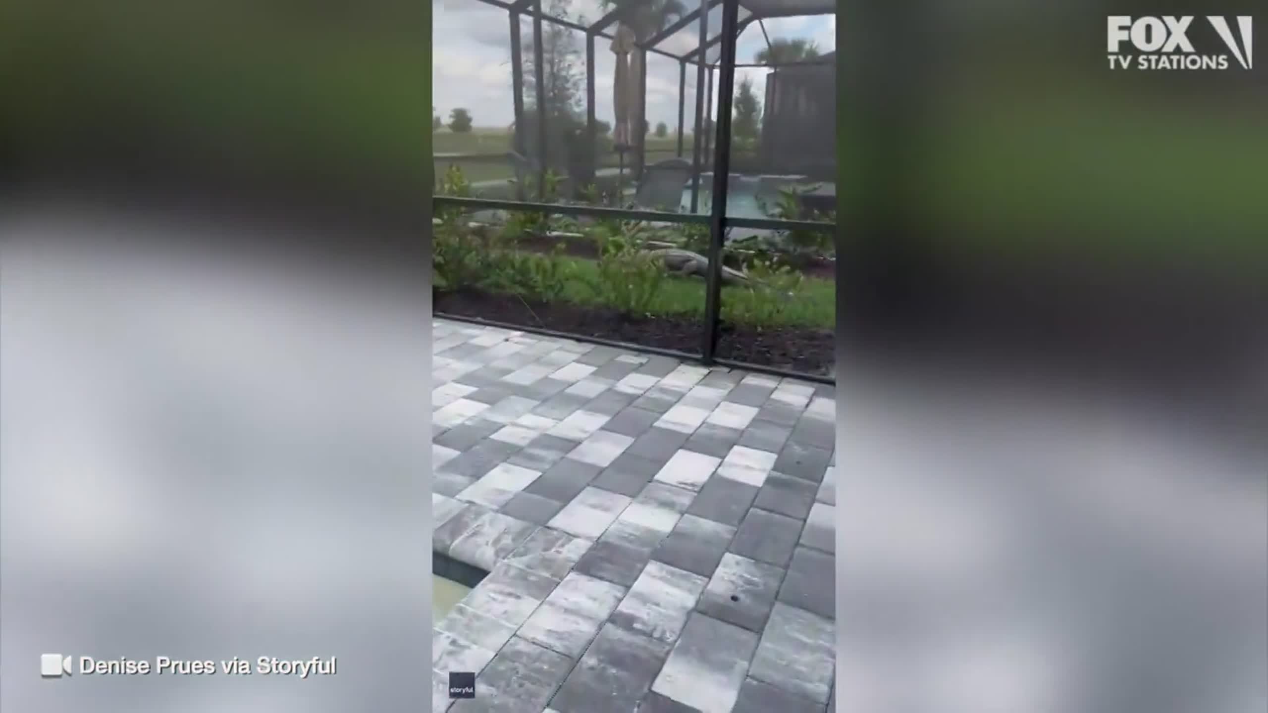 Alligator chases couple on golf cart in scary video Bradenton Herald