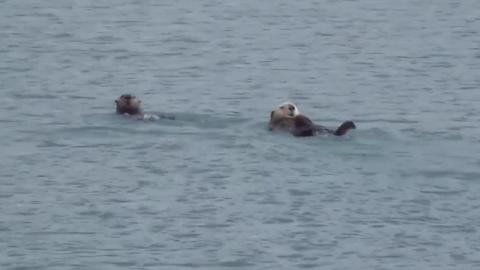Animal camera | otters in the sea