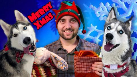Huskies Gifts From Santa Paws! | Funny Dogs Video