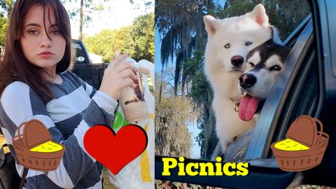 Malamute & Husky Go On A Picnic With Pretty Girl