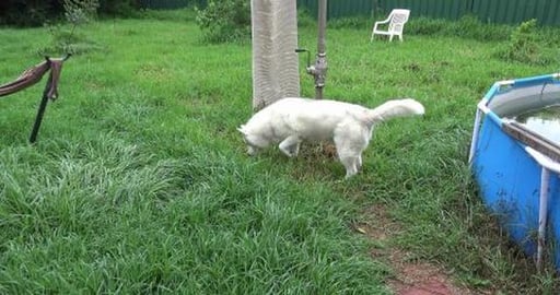 No more escaping Husky Girl