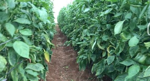 In India successfully running capsicum Poly House