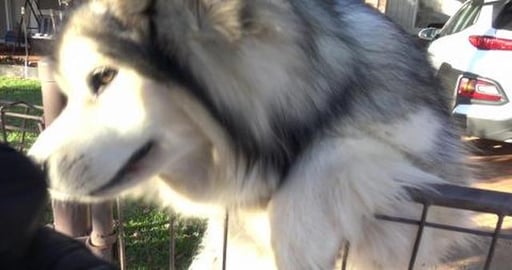 Gave Nala the Malamute a big hug & Samoyed lots of pats