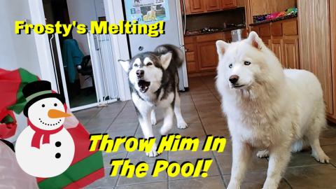 My Dogs Freak Out Over Melting Frosty