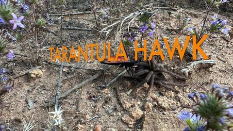 Tarantula Hawk